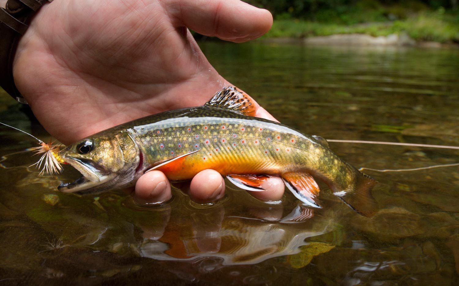 BROOK TROUT FISHING OPPORTUNITIES… THERE ARE MORE THAN YOU THINK
